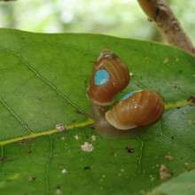 Partula snails