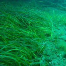 Seagrass