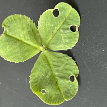 A clover with symmetrical bite marks
