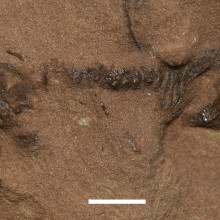 Lepidosaur