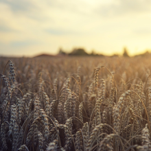Field of wheat crops Field of wheat crops
