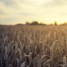 Field of wheat crops