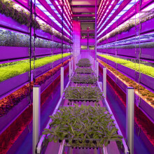 Vertical Future farm