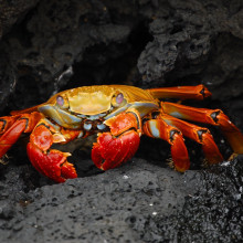 crab in rocks