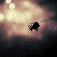 Spider silhouette