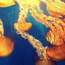 Jellyfish