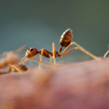 An ant walking