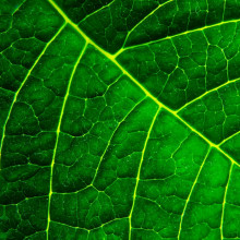 chorophyll