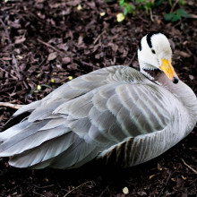 BAR-HEADED GOOSE