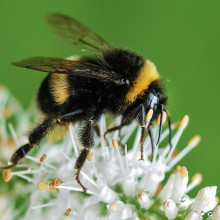 A bumblebee on a flower