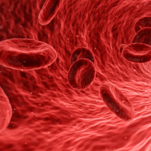 Computer generated image of Red blood cells travelling in a blood vessel