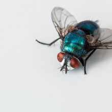 A house fly