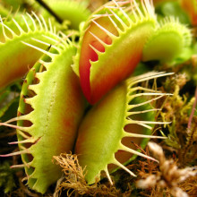 carnivorous plant 