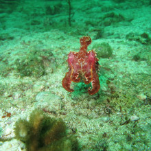 Cuttlefish Cuttlefish