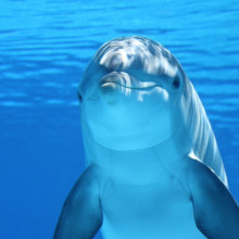 Cheeky dolphin