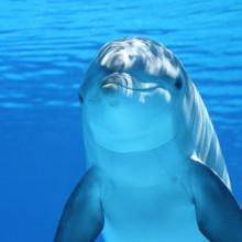 Cheeky dolphin