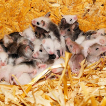 baby mice