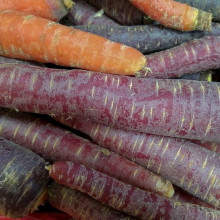 this is a picture of some orange carrots and some purple carrots