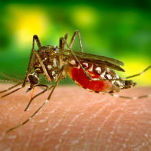 The image shows a mosquito biting a human.