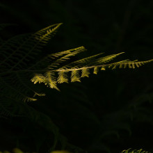 A fern shrouded in darkness