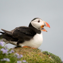 A puffin