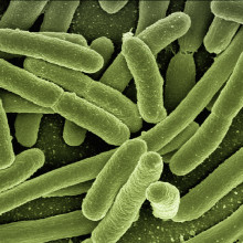 e Coli bacteria