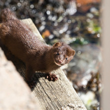 A mink A mink