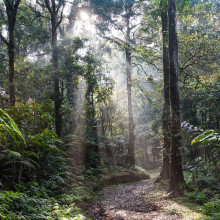 A tropical rainforest