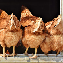 A poultry farm A poultry farm