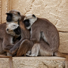 Langur