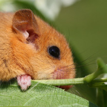 A Dormouse