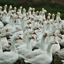 A flock of geese A flock of geese