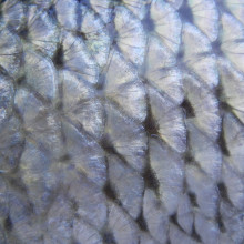 Fish skin