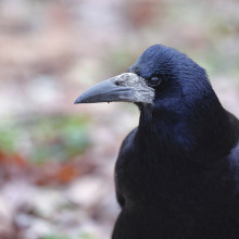 A rook