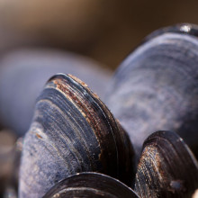 mussels