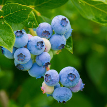 Blueberries