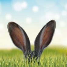 Rabbit's ears in long grass