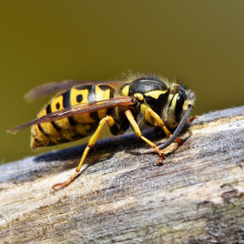 WASP