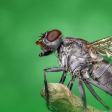 A housefly