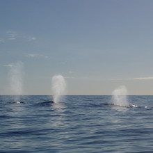 whales 