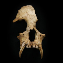 Skull of newly discovered gibbon, Junzi imperialis.