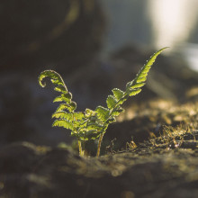 Young fern growing.
