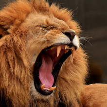 Male lion roaring