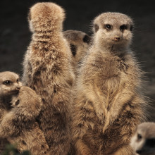 meerkats - a cooperative society