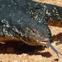 monitor lizard