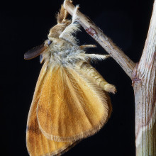 A moth hanging from a twig.