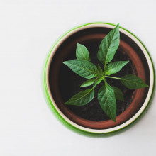 Green potted plant.