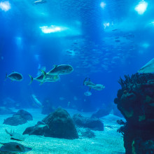 A vibrant underwater ecosystem.