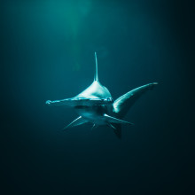 Hammerhead shark