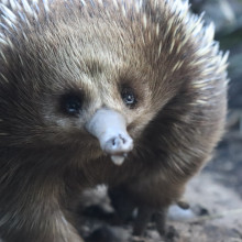 An echidna.